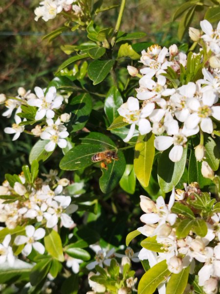 ABEILLE. Le sac a pollen est plein je rentre à la ruche !!!. STEPHANIE LANCELLE 